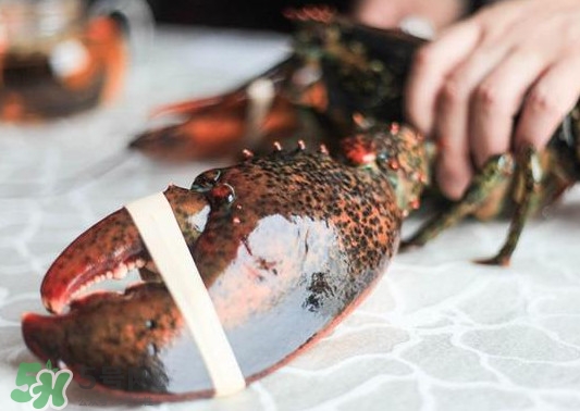 波士顿龙虾怎么去虾线视频,波士顿龙虾怎么去虾线和内脏