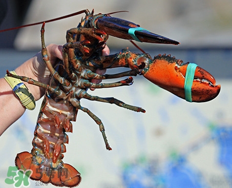 4斤的波士顿龙虾多少钱一斤,3斤的波士顿龙虾多少钱一斤