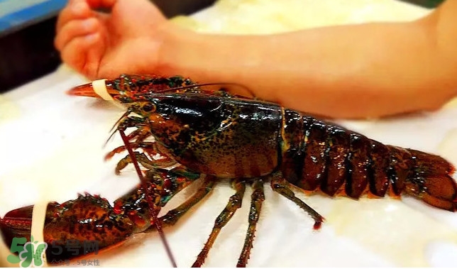波士顿龙虾产自于哪里,波士顿龙虾原产地