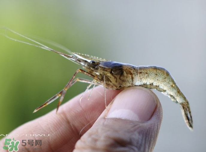 河虾可以养殖吗,小河虾可以养殖吗