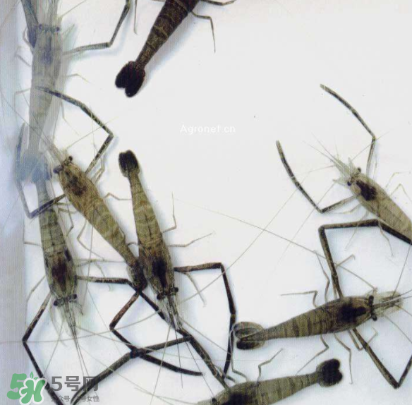 小河虾和牛奶能一起吃吗,河虾和牛奶一起吃会有什么反应