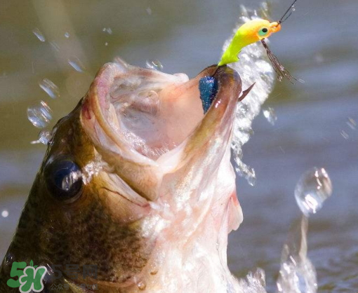 9月份钓什么鱼最适合,9月份钓什么鱼好钓