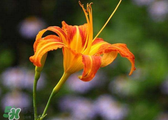 黄花菜开花了还能吃吗?,为什么开花的黄花菜不能吃