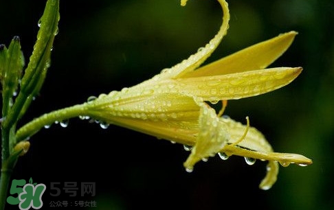 黄花菜种子怎么种?什么时候种植?,黄花菜什么时候种植最好