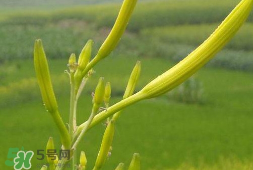 黄花菜是植物的什么部分?,我们常吃的黄花菜是植物的什么部分