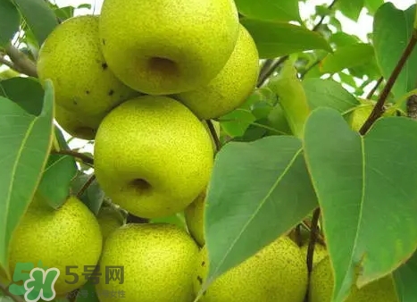 绿宝石梨图片,绿宝石梨产地在是哪里