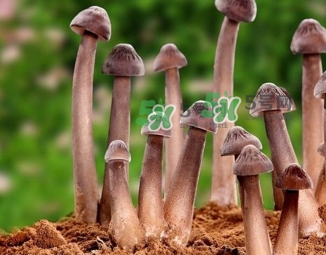 鸡枞菌价格多少钱一斤2021,鸡枞菌图片多少钱一斤 鸡枞菌价格多少钱一斤2021,鸡枞菌图片多少钱一斤