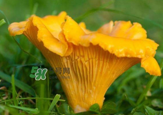 鸡油菌孕妇能吃吗,孕妇可以吃鸡枞菌吗