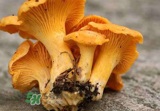 鸡油菌什么季节有,鸡油菌是什么