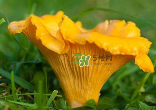 鸡油菌是什么,鸡油菌的功效和作用及禁忌