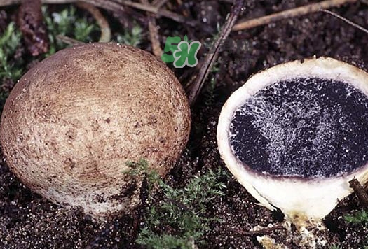 东北松露什么时候采摘,松露什么时候采摘 东北松露什么时候采摘,松露什么时候采摘
