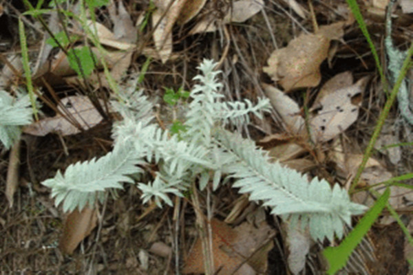 鹿茸草的别名有哪些(鹿茸草别名叫什么)