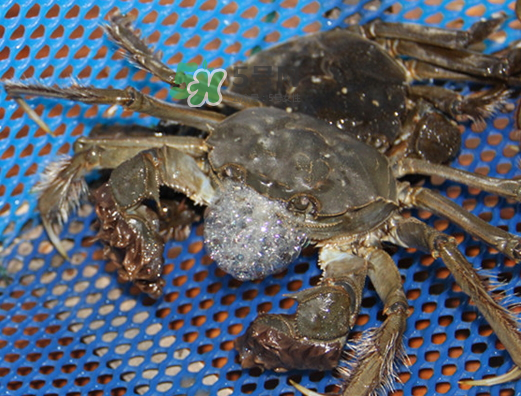 大闸蟹一直在吐泡泡怎么回事,大闸蟹 吐泡泡