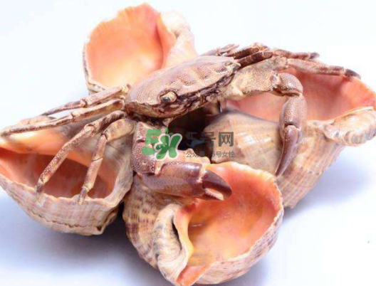 螃蟹的壳叫什么,在贝壳里面的像螃蟹一样的东西是什么 螃蟹的壳叫什么,在贝壳里面的像螃蟹一样的东西是什么