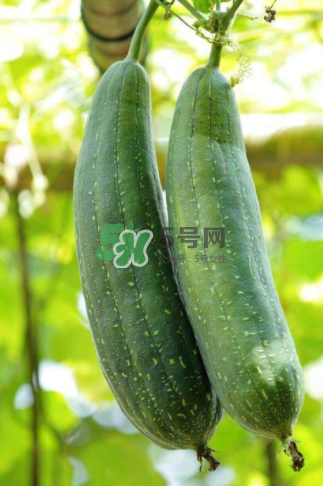 秋天吃丝瓜会掉头发吗,秋天吃丝瓜掉头发吗?