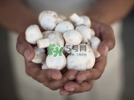 口蘑是发物吗?,口蘑是发物吗对伤口不好吗