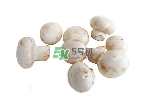 口蘑是什么蘑菇,口蘑是什么蘑菇做的