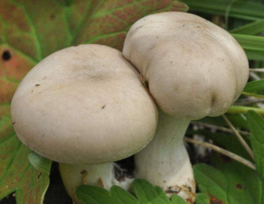 白色的蘑菇,白色蘑菇有哪些