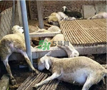 大蒜有毒吗,山东寿光大蒜