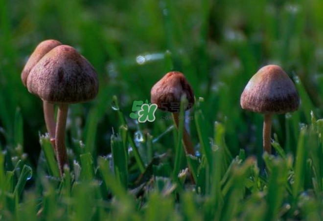 蘑菇中毒的症状和解救,吃野生蘑菇中毒的症状