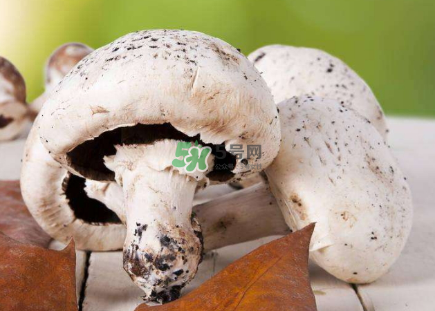 白色蘑菇变黑了还能吃吗,小白蘑菇变黑了还能吃吗
