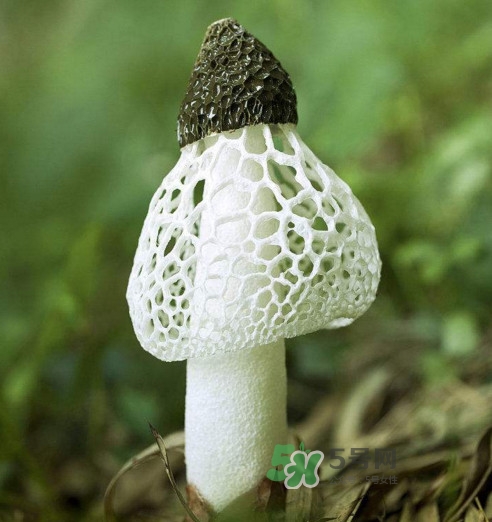 什么样的竹荪品质好,竹荪什么样