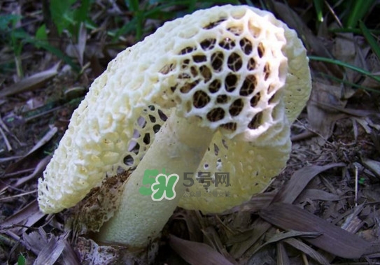 怎么去除竹荪的怪味,怎样去掉竹荪的味道