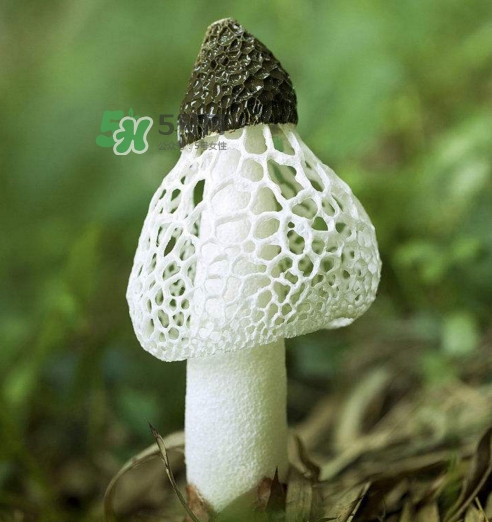 竹荪黑色菌盖可以吃吗,竹荪上的黑头能吃吗 竹荪黑色菌盖可以吃吗,竹荪上的黑头能吃吗