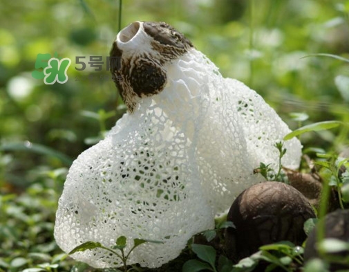 竹荪适合哪些人吃,竹荪适合什么人吃