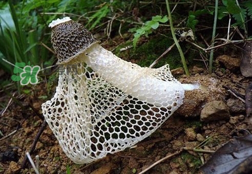 竹荪是发物吗?竹荪是热性还是凉性?,竹荪是发物吗 做完手术能吃吗