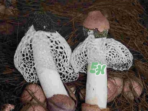 竹荪是什么东西?有什么用?,竹荪是什么