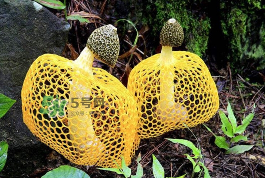 新鲜竹荪怎么清洗图解,新鲜竹荪怎么清洗