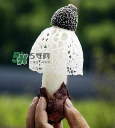 新鲜竹荪怎么保存才新鲜时间长,新鲜竹荪怎么保存不发黄