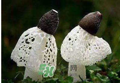 竹荪怎么泡发好,竹荪怎么泡发清洗 竹荪怎么泡发好,竹荪怎么泡发清洗