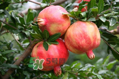 石榴不能一起吃,石榴和什么食物一起吃