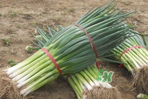常吃大葱对人体有什么好处,大葱不能和什么一起吃/同吃 食物相克大全 常吃大葱对人体有什么好处,大葱不能和什么一起吃/同吃 食物相克大全