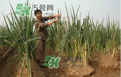大葱什么时候种植最合适,葱的种植方法和时间