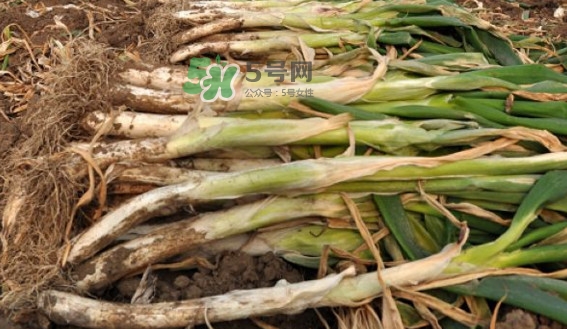 葱有虫子怎么处理,大葱有腻虫怎么办