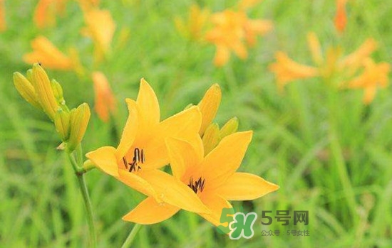 黄花菜是酸性还是碱性食物,黄花菜是酸性还是碱性的 黄花菜是酸性还是碱性食物,黄花菜是酸性还是碱性的