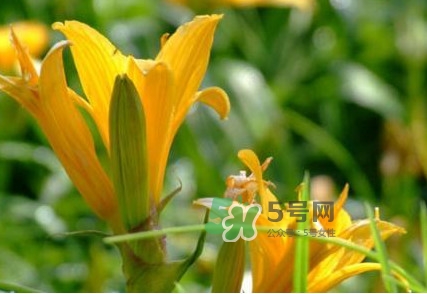 鲜黄花菜的食用方法,新鲜黄花菜怎么处理才能吃