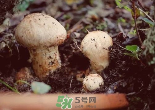 产妇能吃松茸吗,产妇能吃松茸吗吃松茸的禁忌