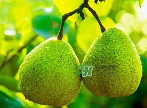 山东莱阳梨什么时候成熟,莱阳梨几月份成熟 山东莱阳梨什么时候成熟,莱阳梨几月份成熟