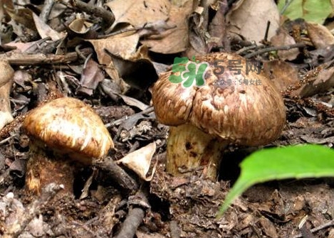 松茸孕妇能吃吗?有什么好处,鹿茸菌孕妇能吃吗 松茸孕妇能吃吗?有什么好处,鹿茸菌孕妇能吃吗
