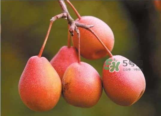 葫芦梨怎么软的快,梨怎么能快速变软 葫芦梨怎么软的快,梨怎么能快速变软