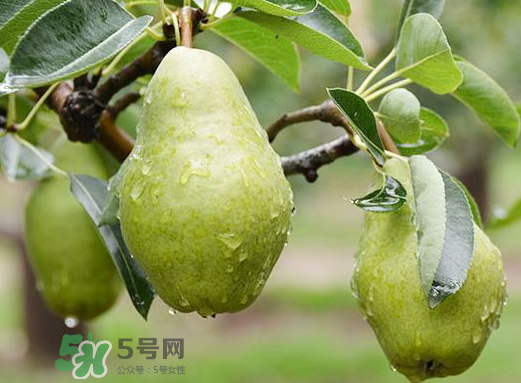 香蕉梨和什么放一起熟的快,梨子能催熟香蕉吗