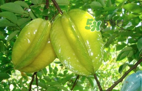 坐月子能吃杨桃吗,月子期间可以吃杨桃吗?