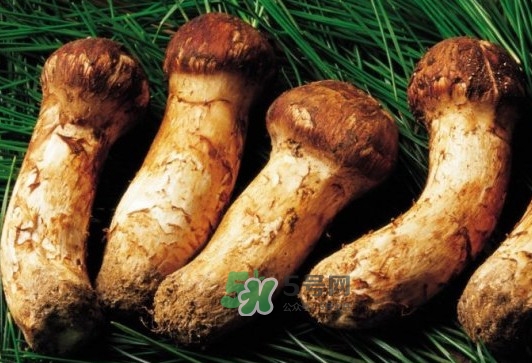 松茸是酸的嘛,松茸是温性还是凉性