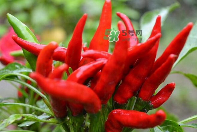 朝天椒的寓意和象征,朝天椒的寓意是什么?