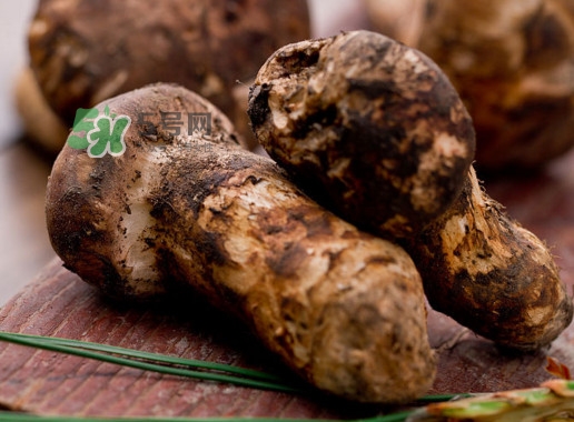 松茸菌产地在哪里,松茸产地分布在哪些地方? 松茸菌产地在哪里,松茸产地分布在哪些地方?