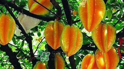 杨桃的热量,杨桃减肥,杨桃热量高吗减肥能吃吗